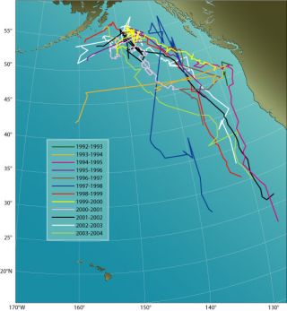 Dr. William Watkins tracking of the 52Hz Whale 