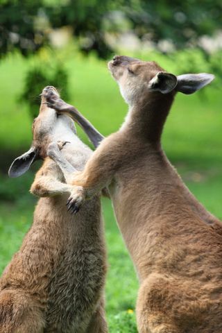 Animal Anger | Psychology Today