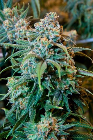By Cannabis Training University (Own work) [CC BY-SA 3.0 By Cannabis Training University (Own work) [CC BY-SA 3.0