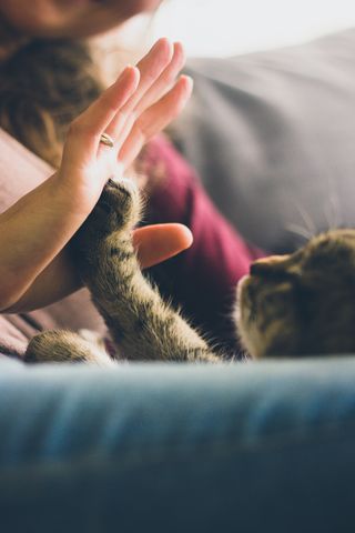 How Animals Heal Us and Teach Us | Psychology Today
