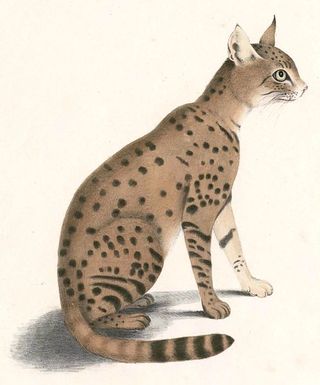 Felis ornata. Wikimedia Commons Felis ornata. Wikimedia Commons