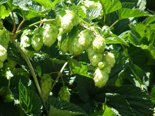 Hops By Malcolm Manners via Wikimedia Commons