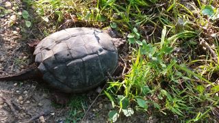Lee Jussim, a nesting snapping turtle. Lee Jussim, a nesting snapping turtle.