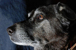 Barney Wrightson photo - Creative Commons License Barney Wrightson photo - Creative Commons License