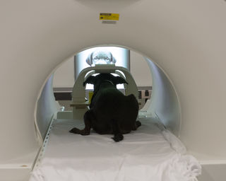 Dr. Berns' dog Callie in a scanner watching faces and different objects. Courtesy of Gregory Berns