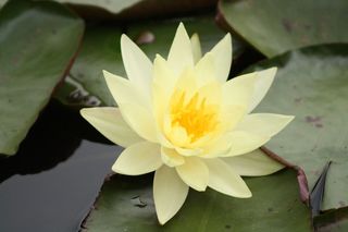 freeimagesdotcom freeimagesdotcom
