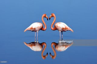 flamingos-picture-id81870077.jpg