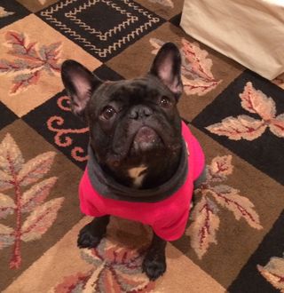 Lily, Charlestown Frenchie, Copyright Rita Watson 2017