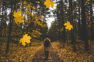 nature-2596589_1920 Pixabay StockSnap nature-2596589_1920 Pixabay StockSnap