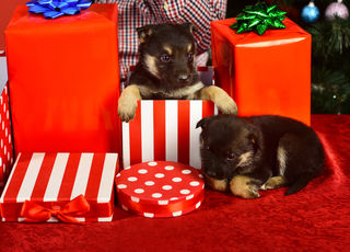 Surprise puppy hot sale gift ideas