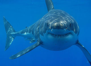 By Hermanus Backpackers (Great White Shark Cage Diving) [CC BY 2.0 ]