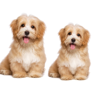 cloned_dogs_mdorottya_123rf.png