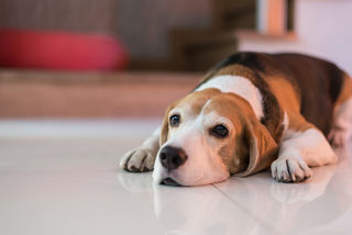 Natt_Bear/Shutterstock Natt_Bear/Shutterstock