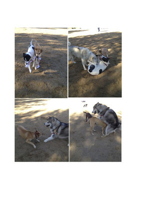 Dogs having fun at a dog park; Marc Bekoff