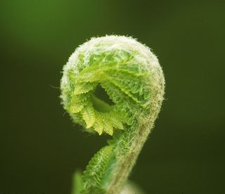 Fiddlehead fern; in public domain per U.S. Fish and Wildlife Service copyright policy Fiddlehead fern; in public domain per U.S. Fish and Wildlife Service copyright policy