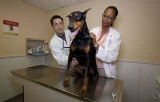 can a male dog get a female dog pregnant after being neutered