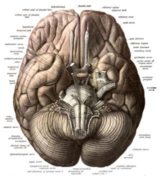 Wikipedia/Public Domain Wikipedia/Public Domain