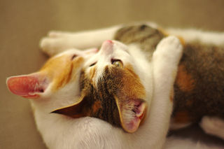 Flickr / Qihui Flickr / Qihui
