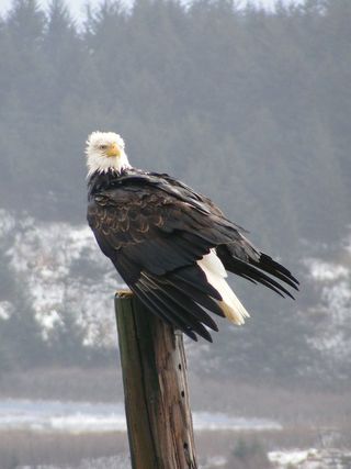 Bald Eagle, Kodiak, Alaska.jpg. Cut and retouched.