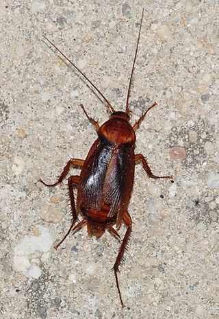 Fear + Disgust = Entomological Horror | Psychology Today