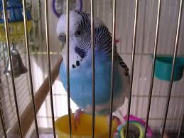 Budgerigar_Norway_-01, Labelled for Reuse, Wikimedia Commons Budgerigar_Norway_-01, Labelled for Reuse, Wikimedia Commons