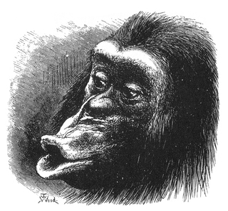 Figure 18 from Charles Darwin's The Expression of the Emotions in Man and Animals/Mr. T. W. Wood/Wikimedia Commons Figure 18 from Charles Darwin's The Expression of the Emotions in Man and Animals/Mr. T. W. Wood/Wikimedia Commons