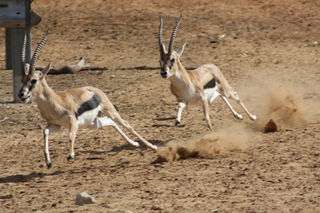 Flickr, "Fight or Flight? Flight!" by Saul Adereth, CC by 2.0 Flickr, "Fight or Flight? Flight!" by Saul Adereth, CC by 2.0
