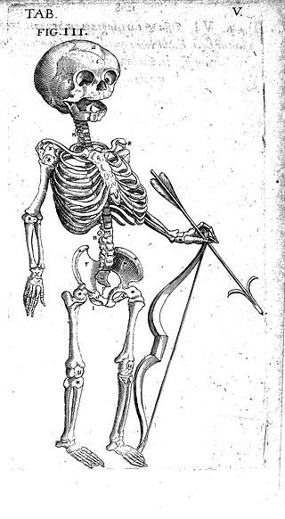 "Foetal skeleton with bow and arrow, 17th century" / CC