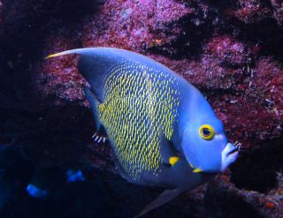 Pomacanthus paru (French angelfish) by Albert Kok / Wikimedia Commons / CC-BY-SA-2.5