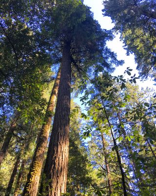 Redwood Grove Emily Deans