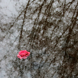 Incurable Optimism by Natalia Medd Flickr Licensed Under CC BY 2.0 Incurable Optimism by Natalia Medd Flickr Licensed Under CC BY 2.0