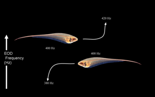 Carl D. Hopkins; Department of Neurobiology and Behavior, Cornell University, Ithaca, NY/CC BY 3.0 Carl D. Hopkins; Department of Neurobiology and Behavior, Cornell University, Ithaca, NY/CC BY 3.0