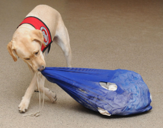 CanDoCanines/Flickr CanDoCanines/Flickr