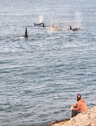 Rachel Clark with orca whales. Photo by Avery Caudill, used with permission