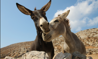 Donkeys in Love