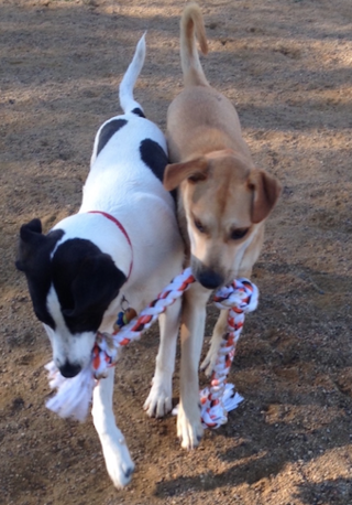 2 dogs playing tug of war