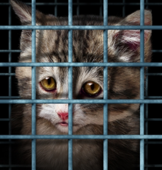 Why Do Animal Shelter Workers Burn Out? | Psychology Today