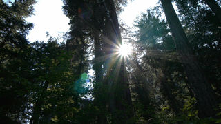 Sun shines through forest. Used by permission from Dorcon Films.