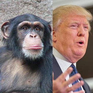 Chimp Leipzig Zoo, Donald Trump, both from Wikimedia Commons. Public domain