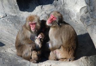 Ueno Zoo_babboon family/FiLO_D/Flickr Ueno Zoo_babboon family/FiLO_D/Flickr
