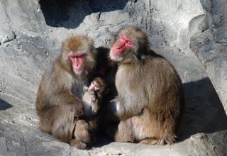 Ueno Zoo_babboon family/FiLO_D/Flickr