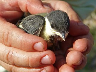 Is A Bird In The Hand Worth Two In The Bush Psychology Today
