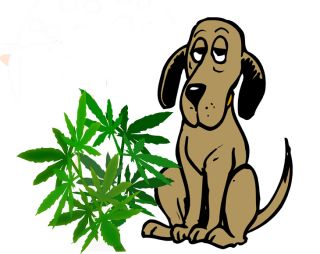 cartoon dogs smoking weed