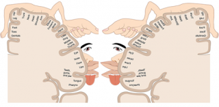 http://commons.wikimedia.org/wiki/File:1421_Sensory_Homunculus.jpg