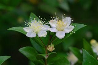 fleuryste/Pixabay fleuryste/Pixabay