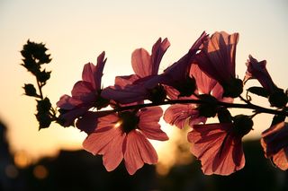 hesnikof/Pixabay hesnikof/Pixabay
