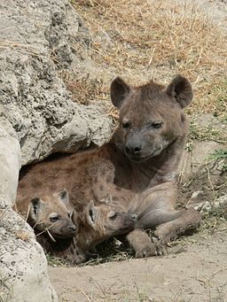 The Hyena That Wouldn't Laugh | Psychology Today