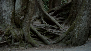 Tree roots "talk." Used by permission from Dorcon Films.