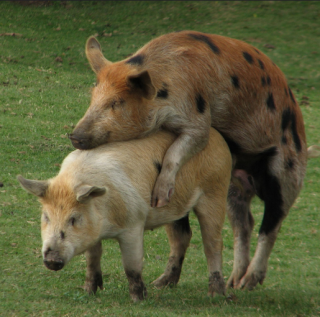 Animals sexually attracted to humans videos foto 8