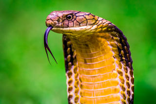 CraigBurrows/Shutterstock CraigBurrows/Shutterstock